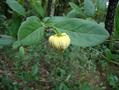 ARITICUM DE RAPOSA, ATA DE COBRA, ATINHA DO CAMPO